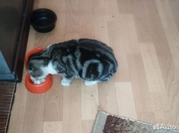 Кошечка в добрые руки
