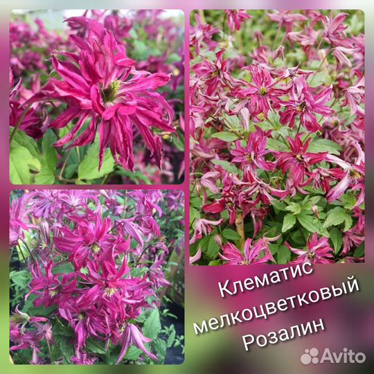 Клематис мелкоцветковый 2 года