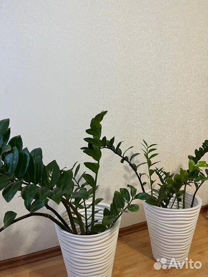 Замиокулькас