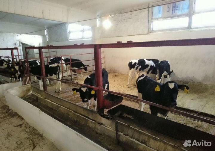 Бычки быки телята