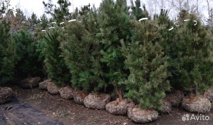 Сибирский кедр экстра класс. Саженцы