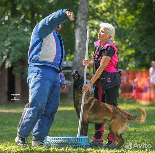 Малинуа knpv для вязки, участник чм по мондьорингу