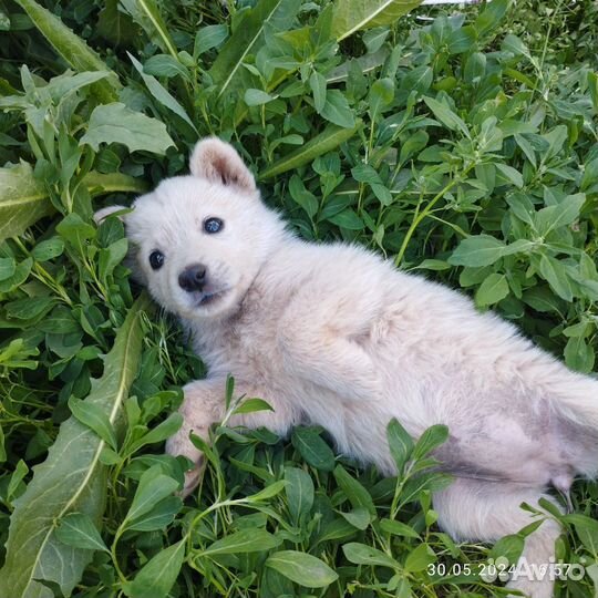 Щенки помесь лайка с самоедом