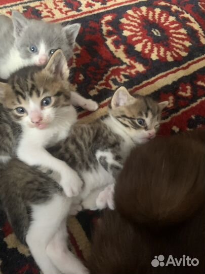 Кошка
