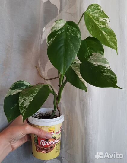 Монстера альба