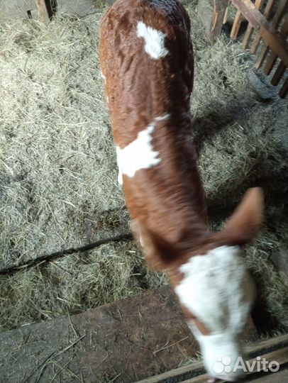 Телочки, бычки