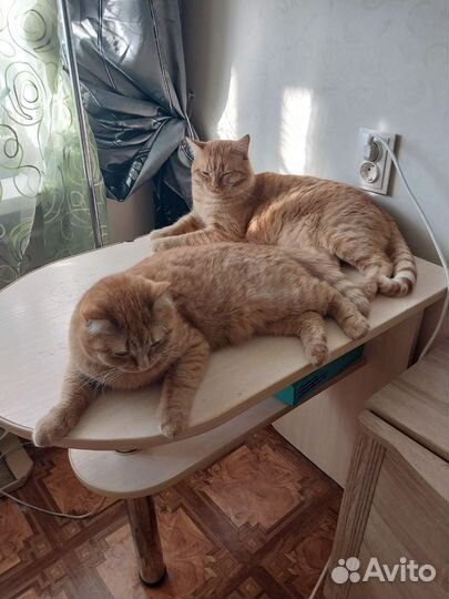 Отдам в добрые руки