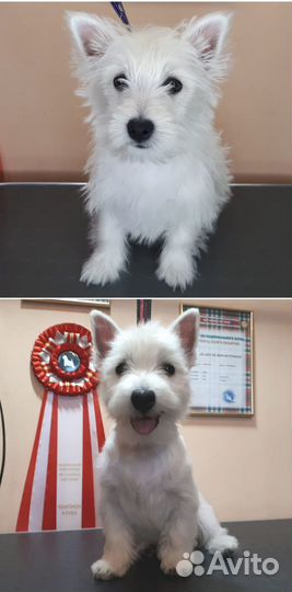 Породный тримминг Вест хайленд уайт терьеров