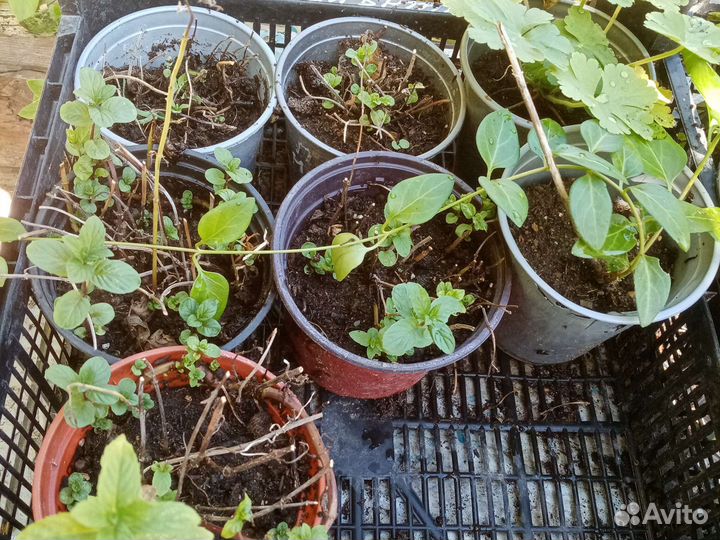 Саженцы цветов