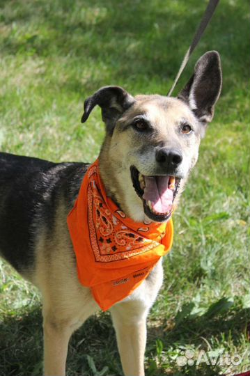 Станет самым верным другом