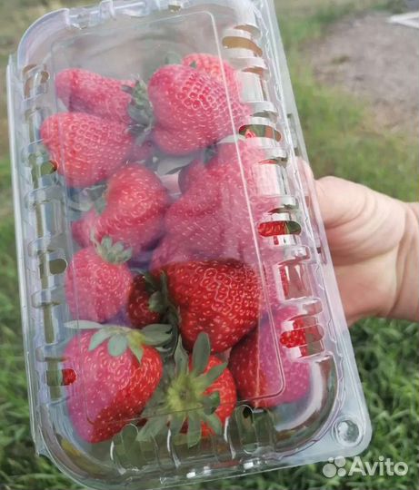 Клубника ведро 5л