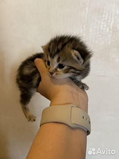 Шотландские котята