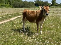 Джерсейская телка и красногорбатовская корова