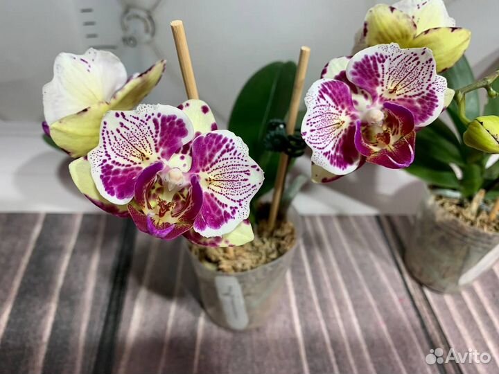 Цветущие бабочка Madonna орхидеи