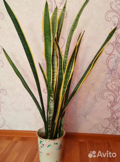 Сансевиерия