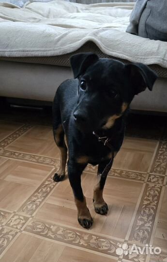 Щенки пинчера