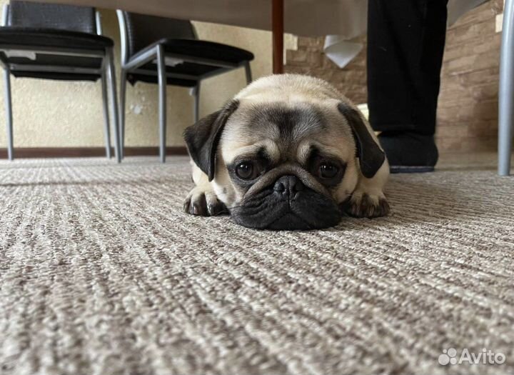Мопс вязка мальчик