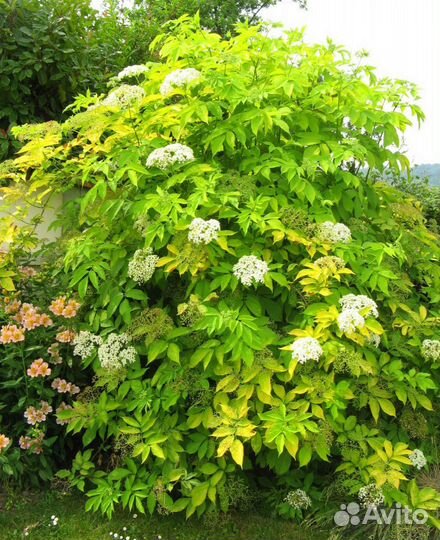 Бузина черная саженец