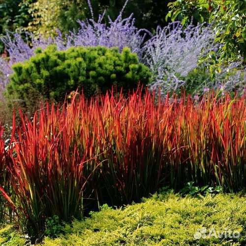 Император Ред Барон (Пампасная трава )