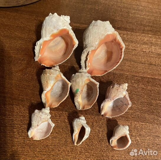 Морские ракушки