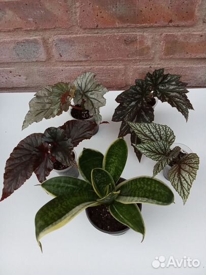 Папоротники калатеи эписции