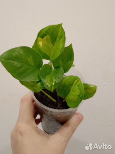 Сциндапсус Глобал Грин