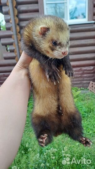 Хорек