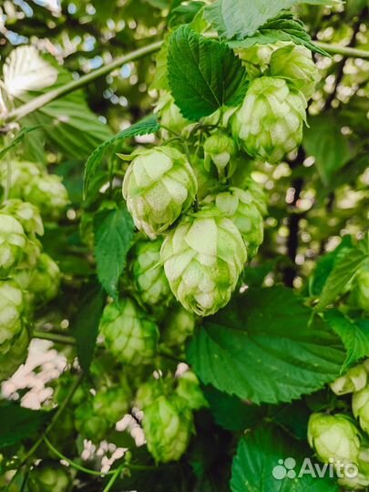 Хмель свадебный