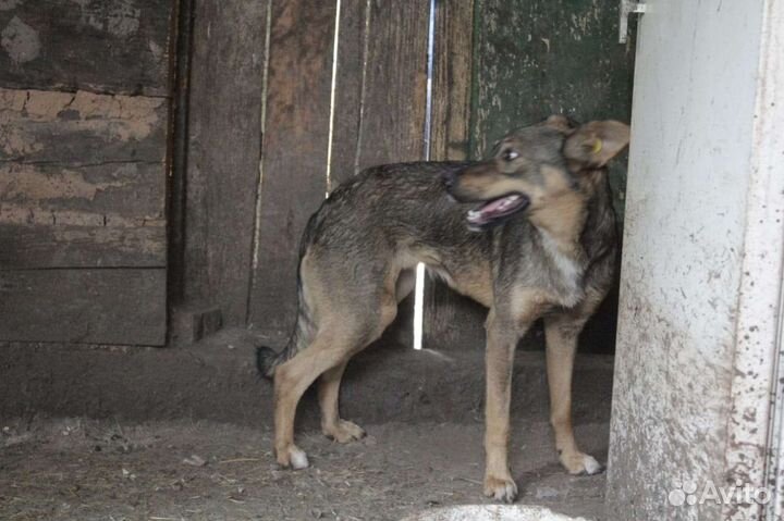 История Чары, которая ждет счастливого завершения