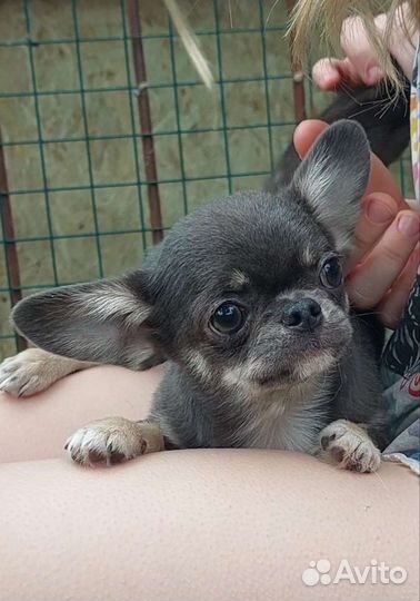 Чихуахуа голубо подпалый красавец