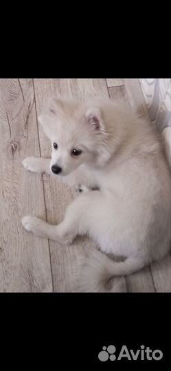 Продам шпица