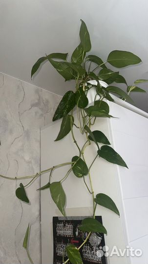 Сциндапсус