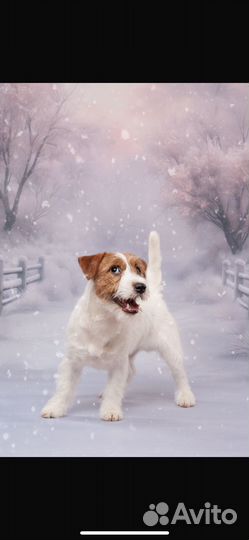 Щенки джек рассел терьер