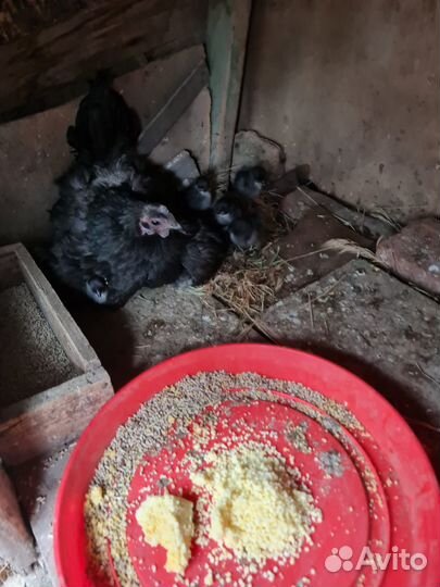 Курица ухейилюй с цыплятами