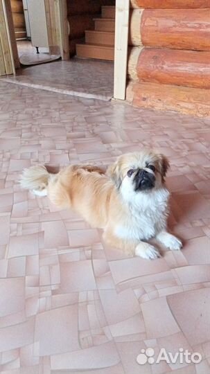 Ищем жениха