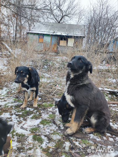 Отдам в добрые руки