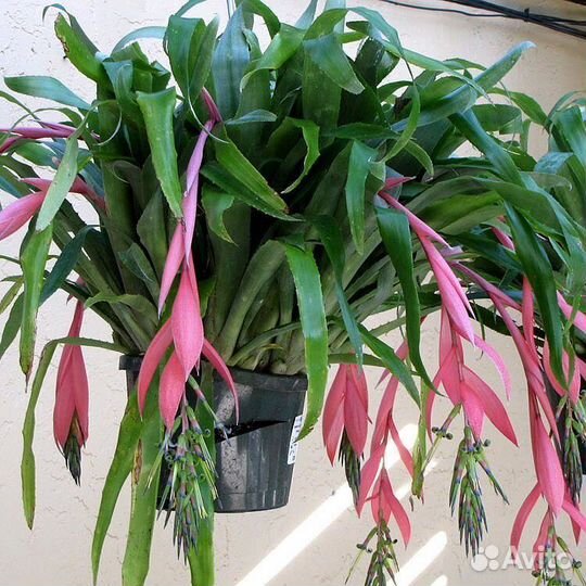 Бильбергия