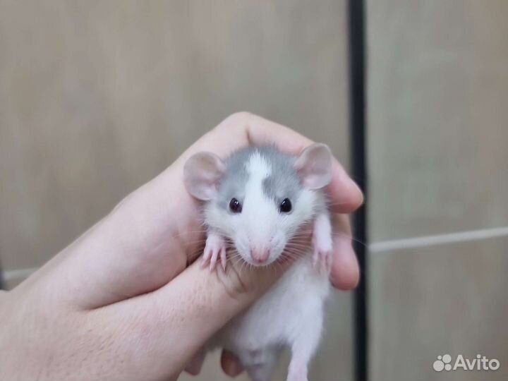 Крысята крыса дамбо хаски голубые шоколад