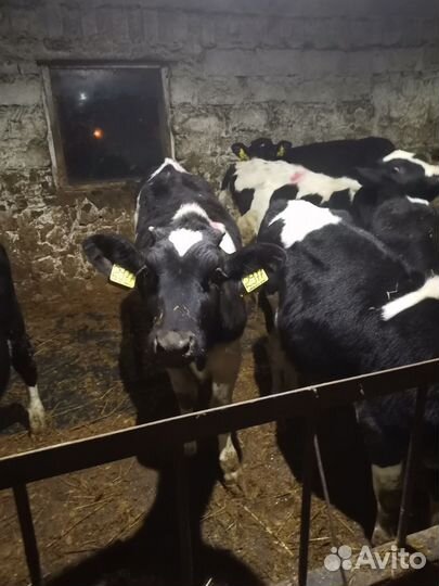 Телята бычки