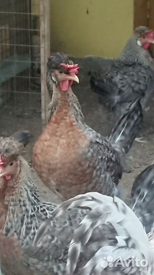 Легбар кремовый инкубационное яйцо