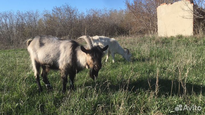 Семья козёл и коза с детьми