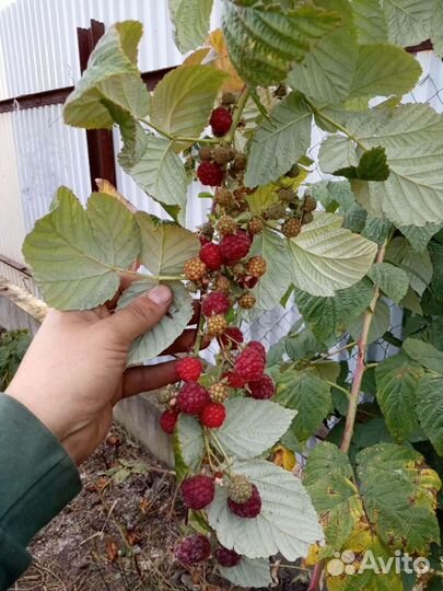 Ремонтантная малина