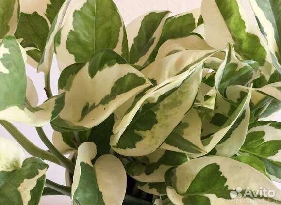 Сцендапсус. Эпипремнум разные сорта