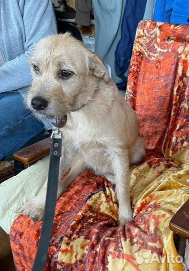 Девочка терьерчик небольшого роста