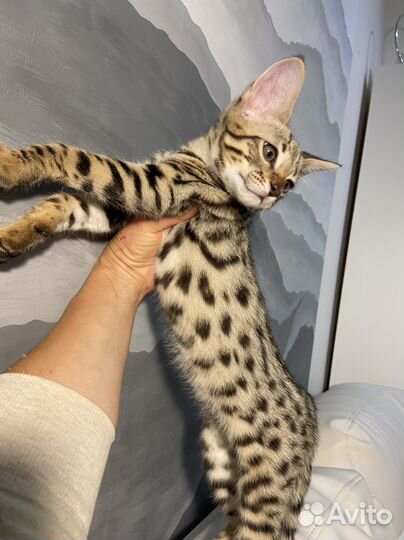 Саванна Ф2 котята с черными носами