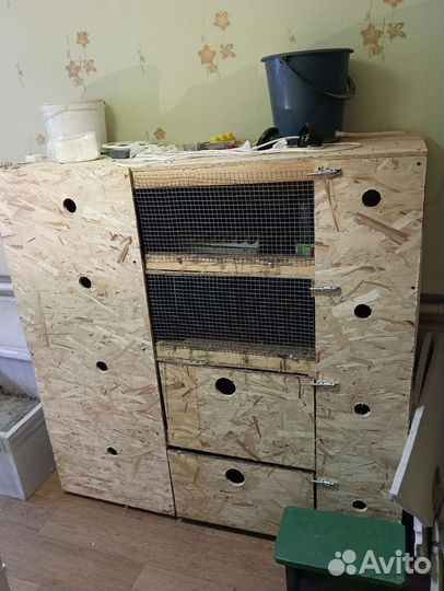 Брудер для цыплят