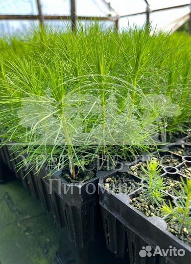 Зкс Сосна сеянцы Ели Лиственницы окс Голуб Горная