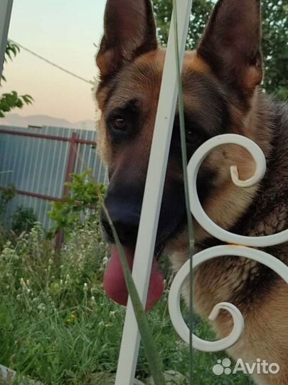 Собака для вязки