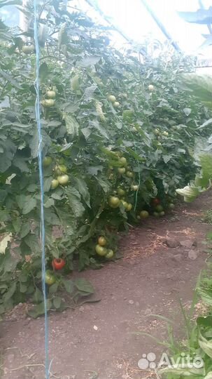 Семена профессиональных томатов