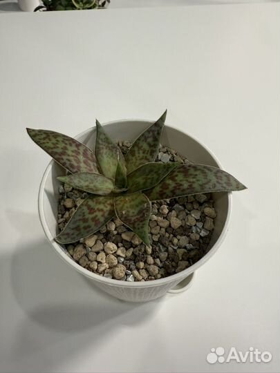 Крассула альба (Crassula alba var. parvisepala)